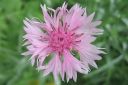 Ruiskaunokki2C_Centaurea_cyanus_IMG_6844.jpg