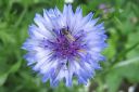 Ruiskaunokki2C_Centaurea_cyanus_IMG_6846.jpg