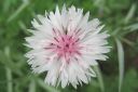 Ruiskaunokki2C_Centaurea_cyanus_IMG_6855.jpg