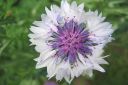 Ruiskaunokki2C_Centaurea_cyanus_IMG_7230.jpg