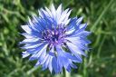 Ruiskaunokki2C_Centaurea_cyanus_IMG_9123.jpg