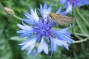 Ruiskaunokki2C_Centaurea_cyanus_IMG_9471.jpg