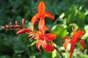 Ruostekukka2C_Crocosmia_x_crocosmiiflora_IMG_2003.jpg