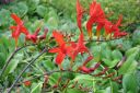 Ruostekukka2C_Crocosmia_x_crocosmiiflora_IMG_2929.jpg