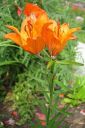 Ruskolilja2C_Lilium_bulbiferum_IMG_3005.jpg