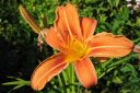 Rusopaivanlilja2C_Hemerocallis_fulva_IMG_0018.jpg