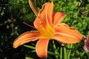 Rusopaivanlilja2C_Hemerocallis_fulva_IMG_0019.jpg