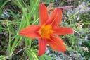 Rusopaivanlilja2C_Hemerocallis_fulva_IMG_1665.jpg