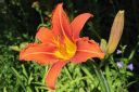 Rusopaivanlilja2C_Hemerocallis_fulva_IMG_6066.jpg