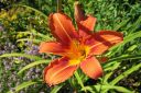 Rusopaivanlilja2C_Hemerocallis_fulva_IMG_6212.jpg