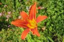 Rusopaivanlilja2C_Hemerocallis_fulva_IMG_9484.jpg