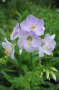 Rusosinilatva2C_Polemonium_carneum_IMG_0524.jpg