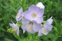 Rusosinilatva2C_Polemonium_carneum_IMG_0525.jpg