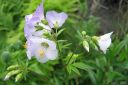 Rusosinilatva2C_Polemonium_carneum_IMG_0526.jpg