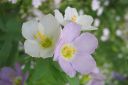 Rusosinilatva2C_Polemonium_carneum_IMG_1146.jpg