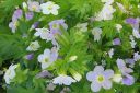 Rusosinilatva2C_Polemonium_carneum_IMG_1360.jpg