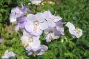 Rusosinilatva2C_Polemonium_carneum_IMG_2927.jpg