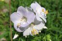 Rusosinilatva2C_Polemonium_carneum_IMG_2928.jpg