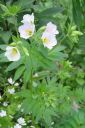 Rusosinilatva2C_Polemonium_carneum_IMG_9607.jpg