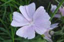 Ruusumalva2C_Malva_alcea_IMG_7836.jpg