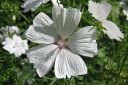 Ruusumalva2C_Malva_alcea__Alba__IMG_7759.jpg