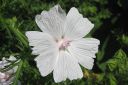 Ruusumalva2C_Malva_alcea__Alba__IMG_7761.jpg