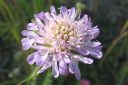 Ruusuruoho2C_Knautia_arvensis_IMG_5431.jpg