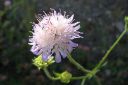 Ruusuruoho2C_Knautia_arvensis_IMG_5432.jpg