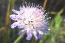 Ruusuruoho2C_Knautia_arvensis_IMG_5433.jpg