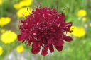 Ruusuruoho2C_Knautia_arvensis_IMG_8342.jpg