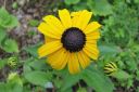 Sadepaivanhattu2C_Rudbeckia_sullivantii_IMG_4838.jpg