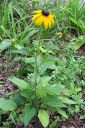 Sadepaivanhattu2C_Rudbeckia_sullivantii_IMG_4841.jpg