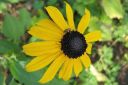 Sadepaivanhattu2C_Rudbeckia_sullivantii_IMG_7364.jpg