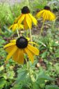 Sadepaivanhattu2C_Rudbeckia_sullivantii_IMG_7367.jpg