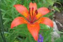 Sahramililja2C_Lilium_bulbiferum_subsp_croceum_IMG_0779.jpg