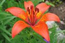 Sahramililja2C_Lilium_bulbiferum_subsp_croceum_IMG_0780.jpg