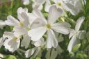 Sammalleimu2C_Phlox_subulata_IMG_0009.jpg