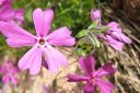 Sammalleimu2C_Phlox_subulata_IMG_0010.jpg