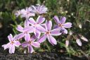 Sammalleimu2C_Phlox_subulata_IMG_1488.jpg