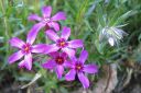 Sammalleimu2C_Phlox_subulata_IMG_1489.jpg