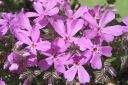 Sammalleimu2C_Phlox_subulata_IMG_1528.jpg