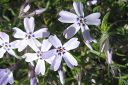 Sammalleimu2C_Phlox_subulata_IMG_1530.jpg