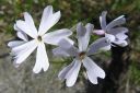 Sammalleimu2C_Phlox_subulata_IMG_1533.jpg