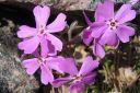 Sammalleimu2C_Phlox_subulata_IMG_1536.jpg