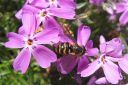 Sammalleimu2C_Phlox_subulata_IMG_1807.jpg