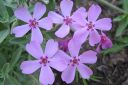 Sammalleimu2C_Phlox_subulata_IMG_1826.jpg