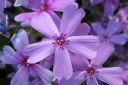 Sammalleimu2C_Phlox_subulata_IMG_1829.jpg