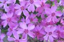 Sammalleimu2C_Phlox_subulata_IMG_1837.jpg