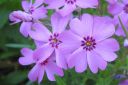 Sammalleimu2C_Phlox_subulata_IMG_1838.jpg