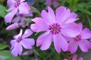 Sammalleimu2C_Phlox_subulata_IMG_1839.jpg